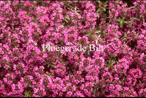 Thymus praecox ‘Purple Beauty’