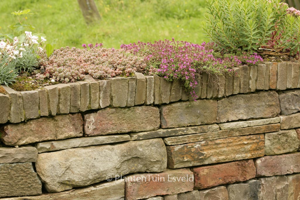 Thymus praecox