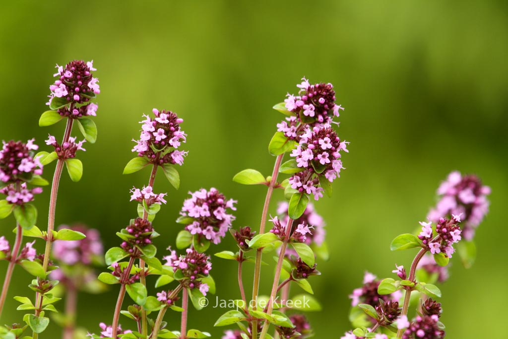Thymus pulegoides ‘Tabor’