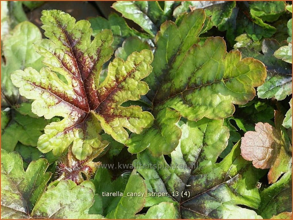 Tiarella ‘Candy Striper’