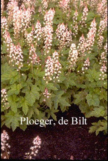 Tiarella cordifolia ‘Oakleaf’