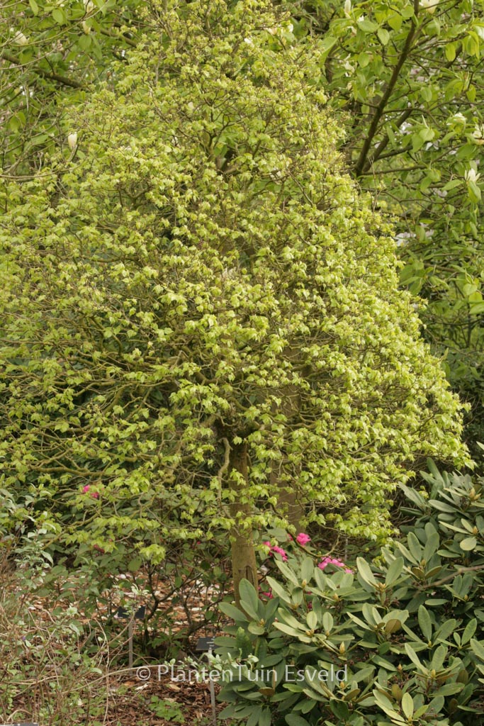 Tilia cordata ‘Lico’