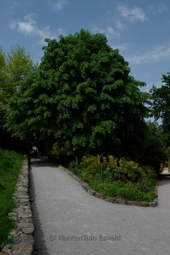 Tilia tomentosa ‘Pendula’