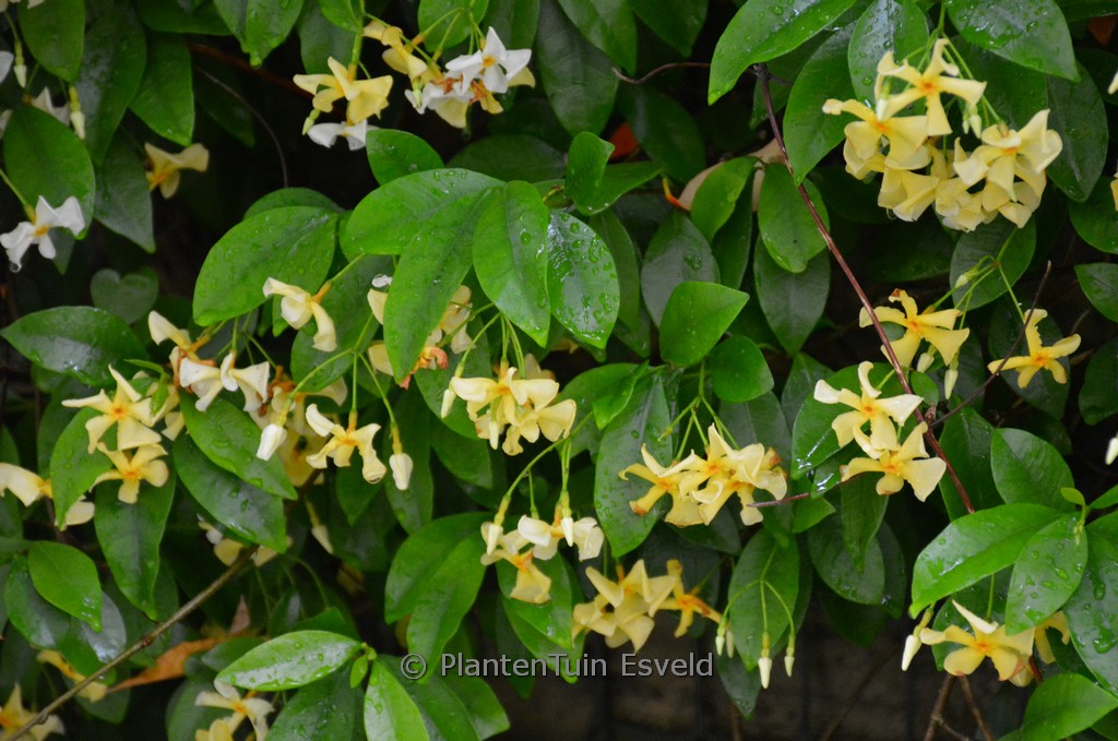 Trachelospermum jasminoides ‘Selbra’ (STAR OF TOSCANE)