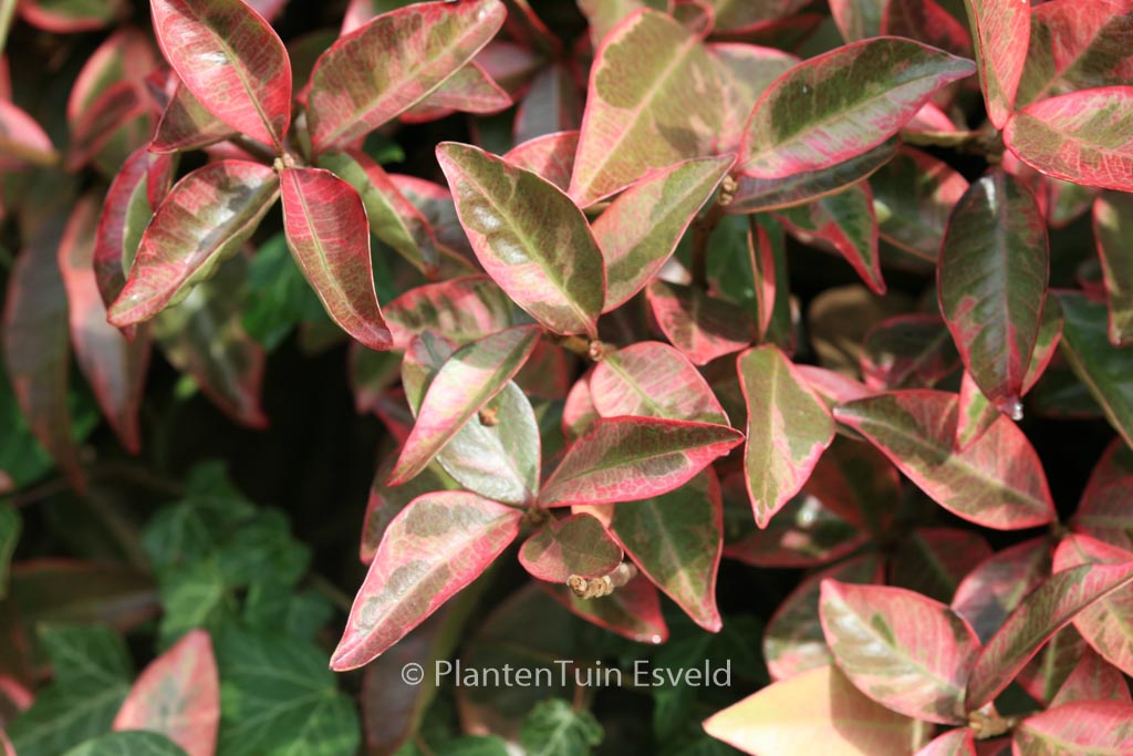 Trachelospermum jasminoides ‘Variegatum’