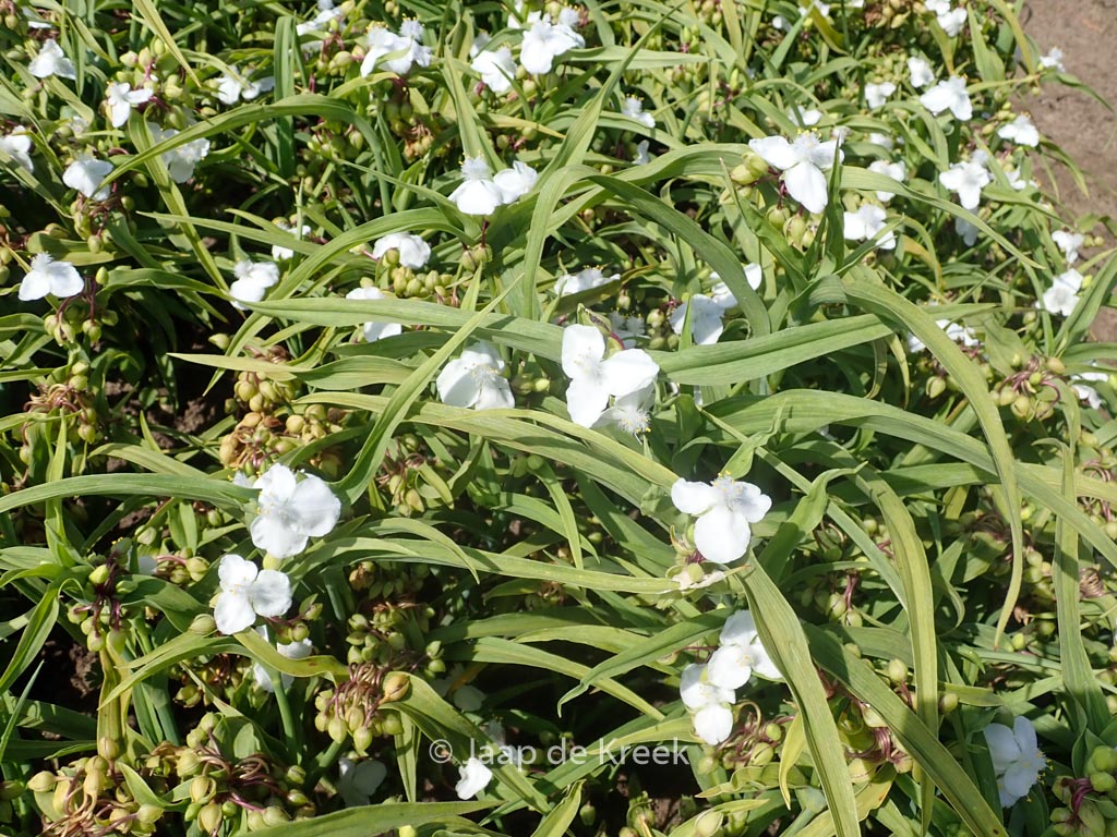Tradescantia ‘Danielle’