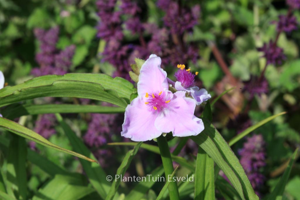 Tradescantia ‘Pink Chablis’