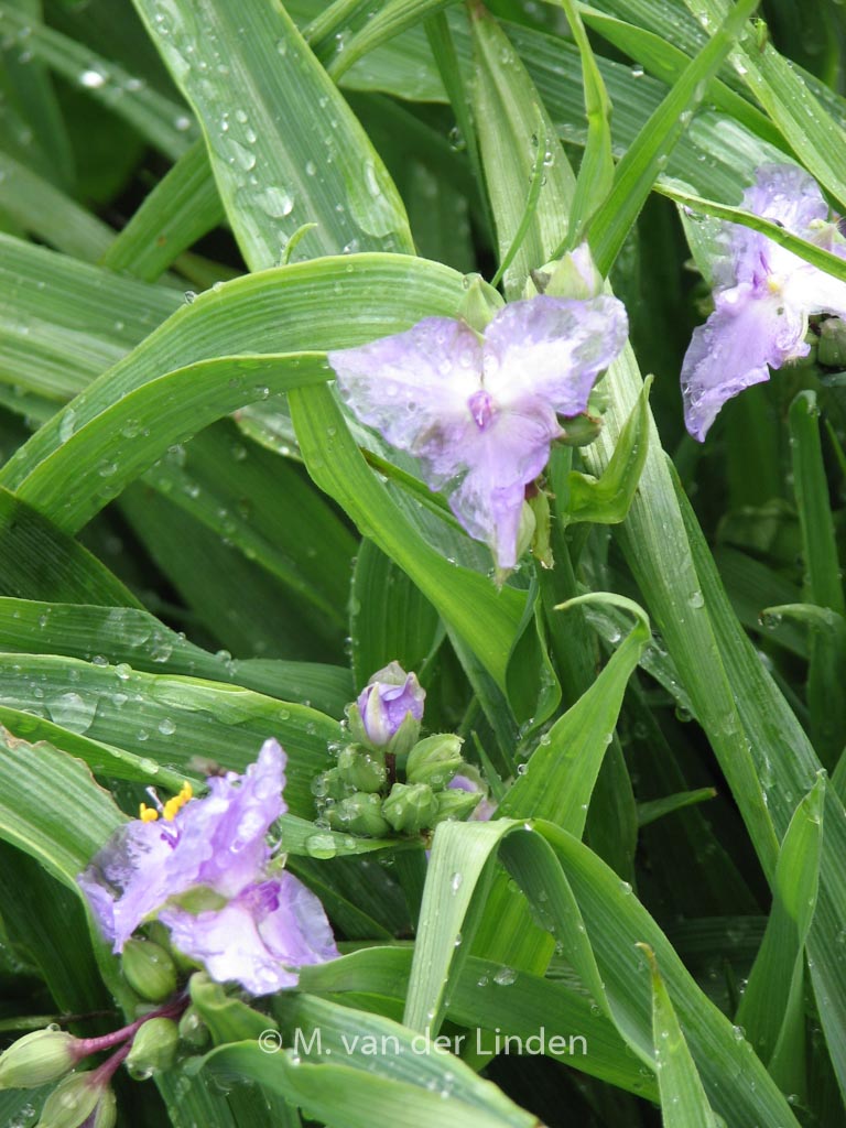 Tradescantia andersoniana ‘J.C. Weguelin’