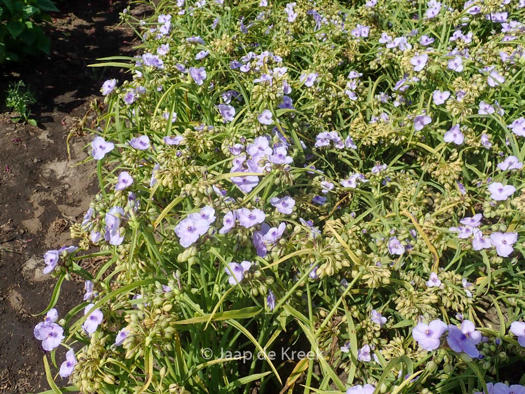 Tradescantia andersoniana ‘Little Doll’