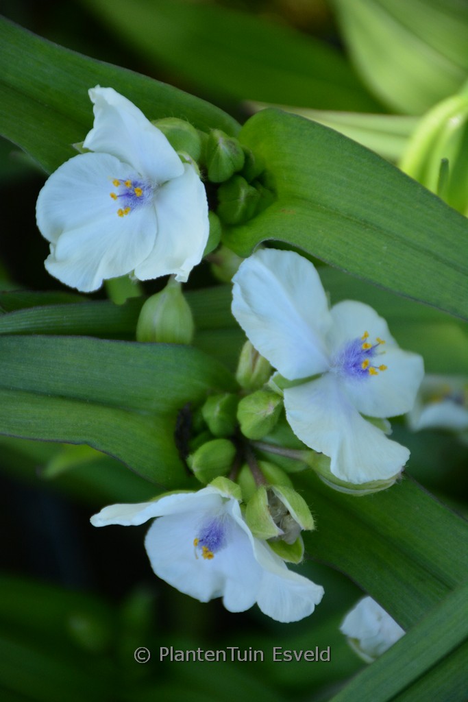 Tradescantia andersoniana ‘Osprey’