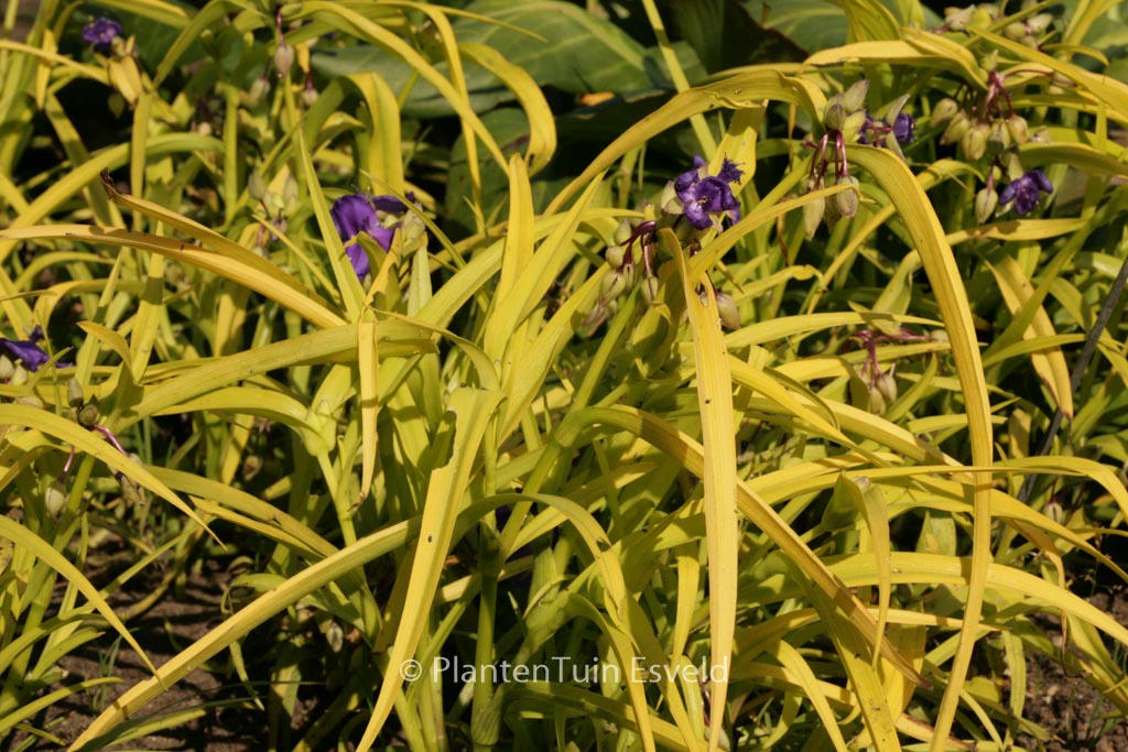 Tradescantia andersoniana ‘Sweet Kate’