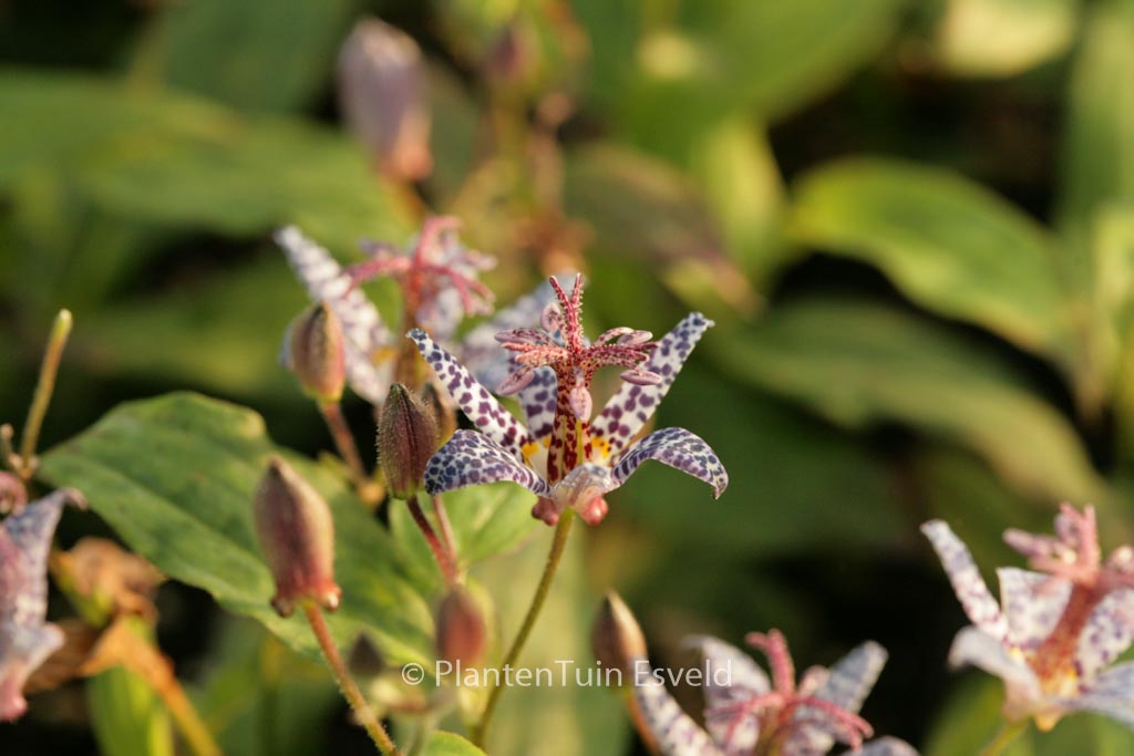 Tricyrtis hirta ‘Miyazaki’