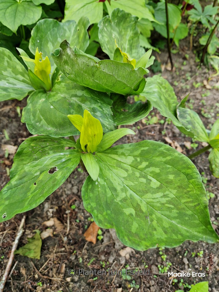 Trillium luteum