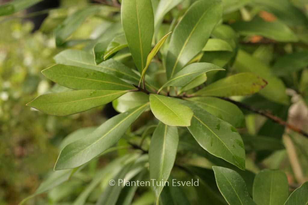 Tristaniopsis laurina