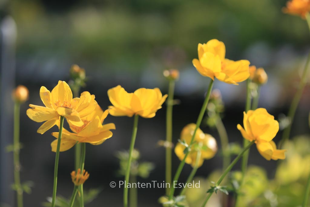 Trollius ‘Lemon Queen’