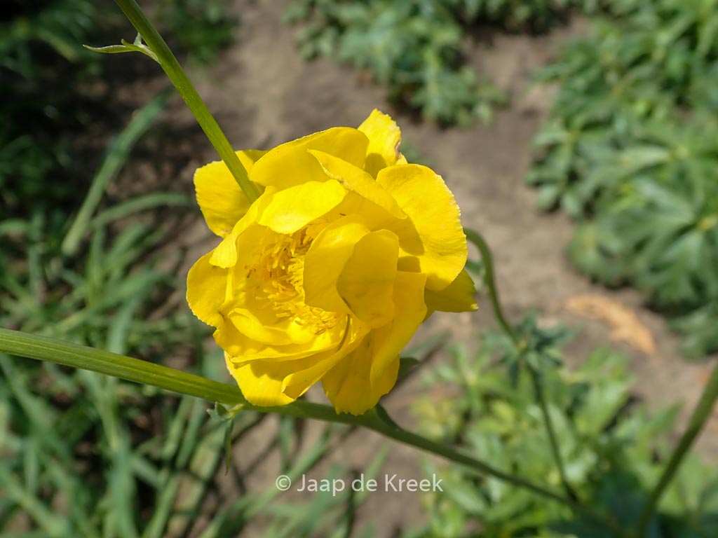 Trollius ‘Lemon Supreme’