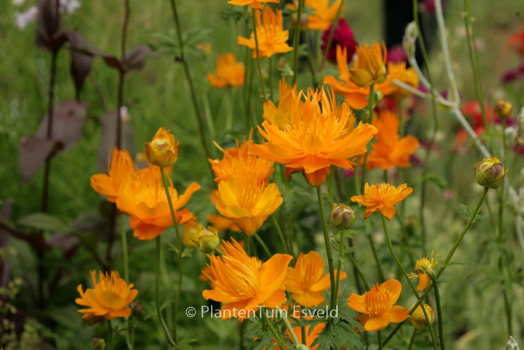 Trollius chinensis ‘Golden Queen’