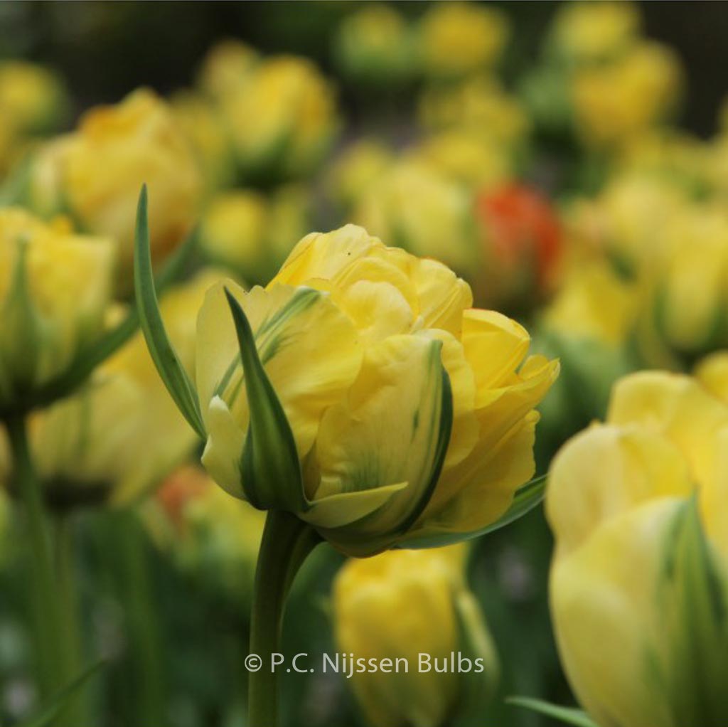 Tulipa ‘Akebono’