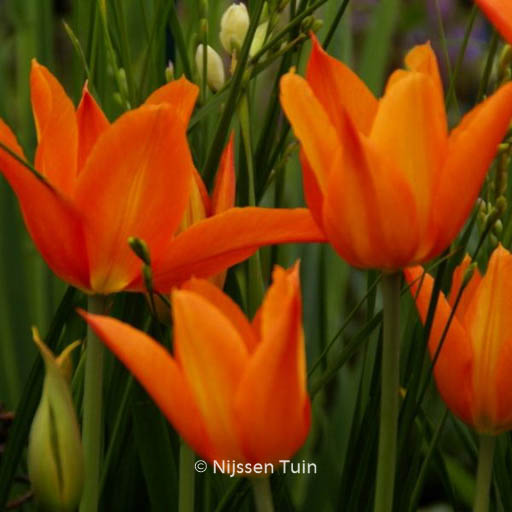 Tulipa ‘Ballerina’