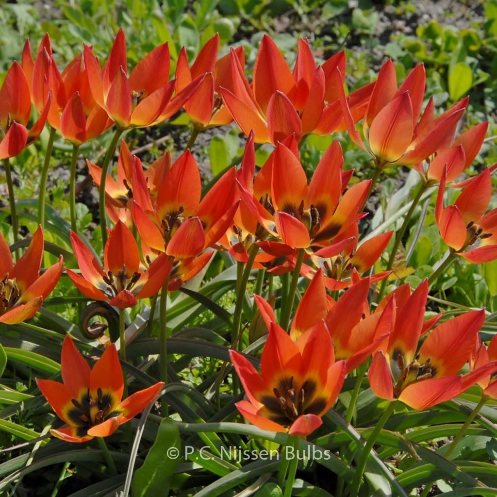 Tulipa ‘Little Princess’