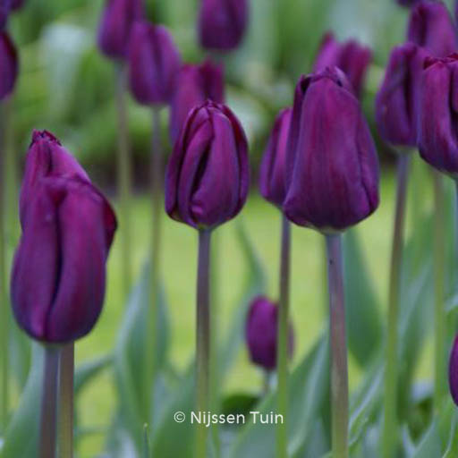 Tulipa ‘Negrita’