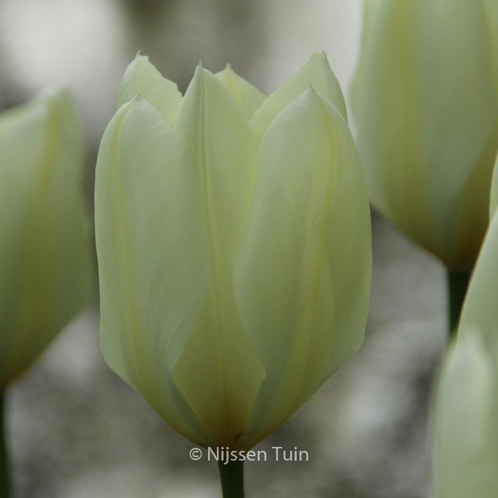 Tulipa ‘Purissima’