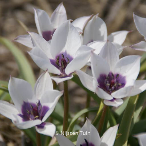 Tulipa humilis ‘Alba Caerulea Oculata’