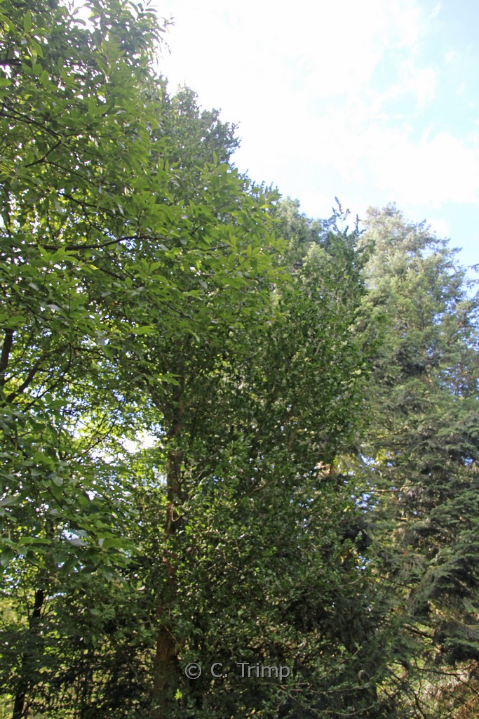 Ulmus ‘Columella’