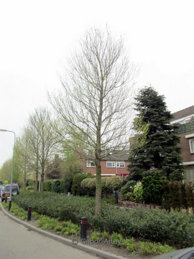 Ulmus ‘Frontier’