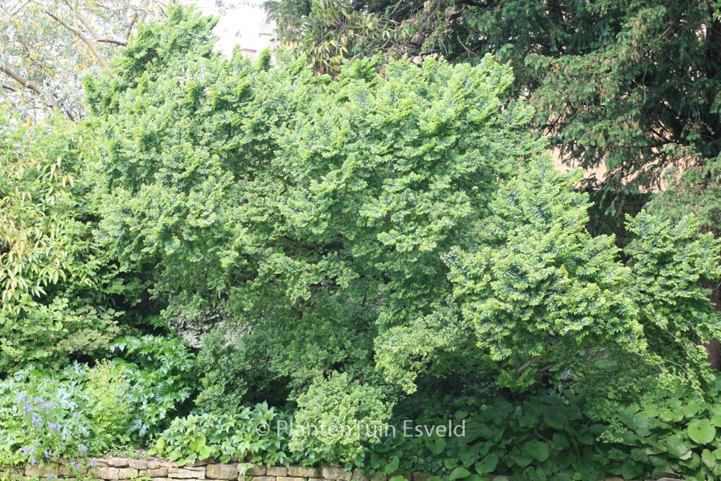 Ulmus minor ‘Jacqueline Hillier’