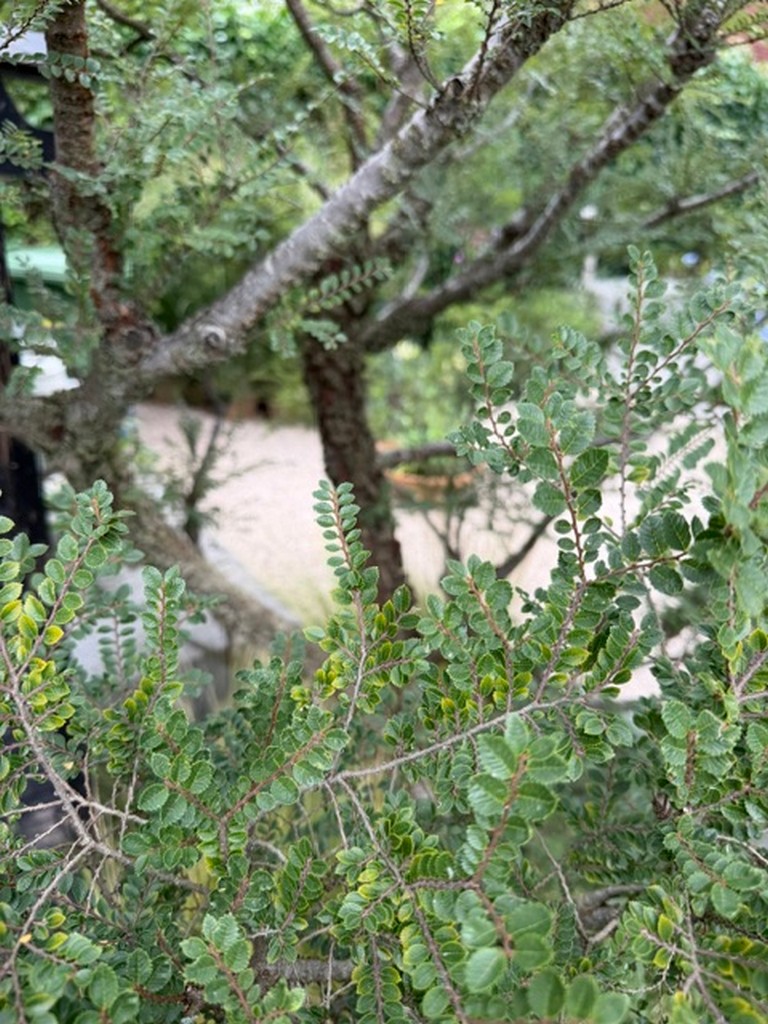 Ulmus parvifolia ‘Corticosa’