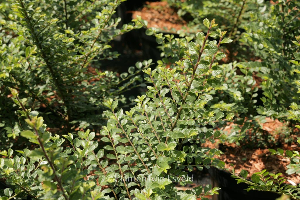 Ulmus parvifolia ‘Sagei’