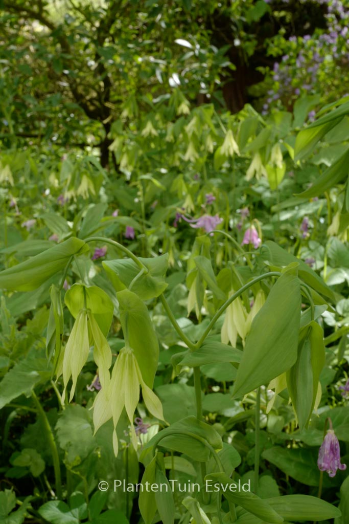 Uvularia grandiflora ‘Pallida’