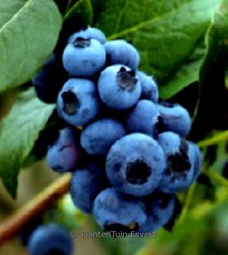 Vaccinium corymbosum ‘Bluejay’