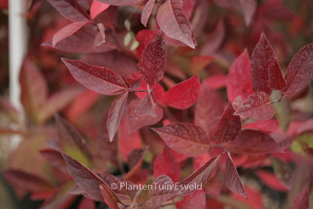 Vaccinium corymbosum ‘Darrow’