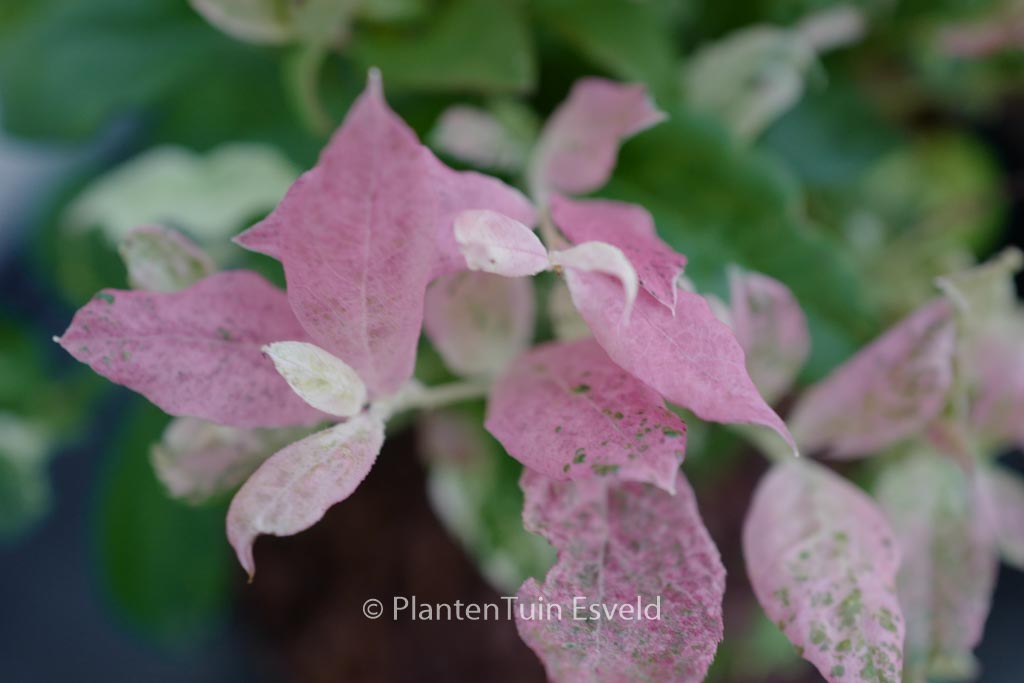 Vaccinium corymbosum ‘Hoogi045’ (FLAMINGO)