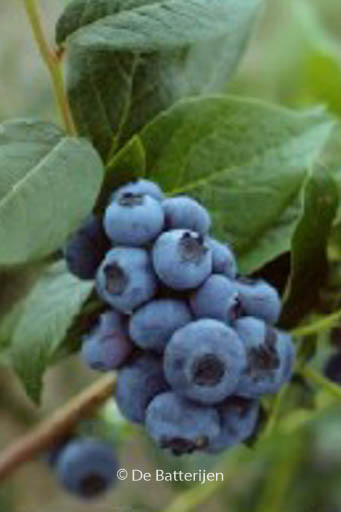 Vaccinium corymbosum ‘Patriot’