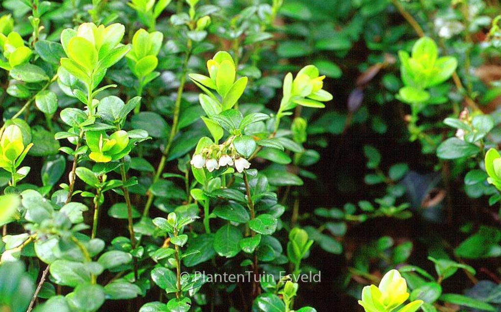 Vaccinium vitis-idaea ‘Red Pearl’