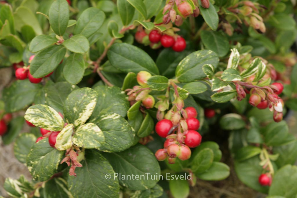 Vaccinium vitis-idaea ‘Silver Spot’