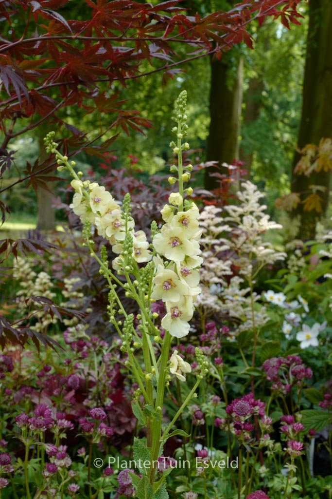 Verbascum ‘Cotswold Queen’