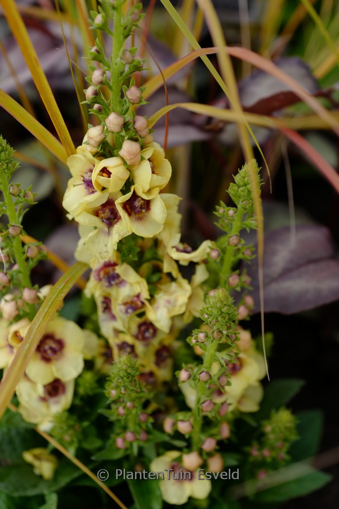 Verbascum ‘Dark Eyes’