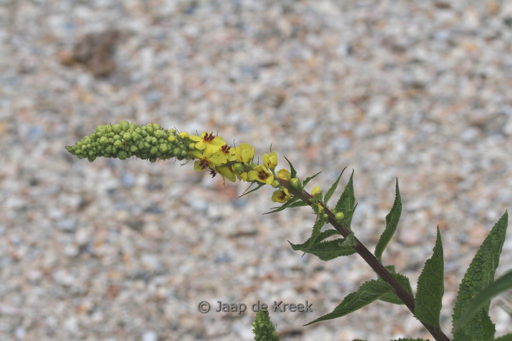 Verbascum ‘Densiflorum’