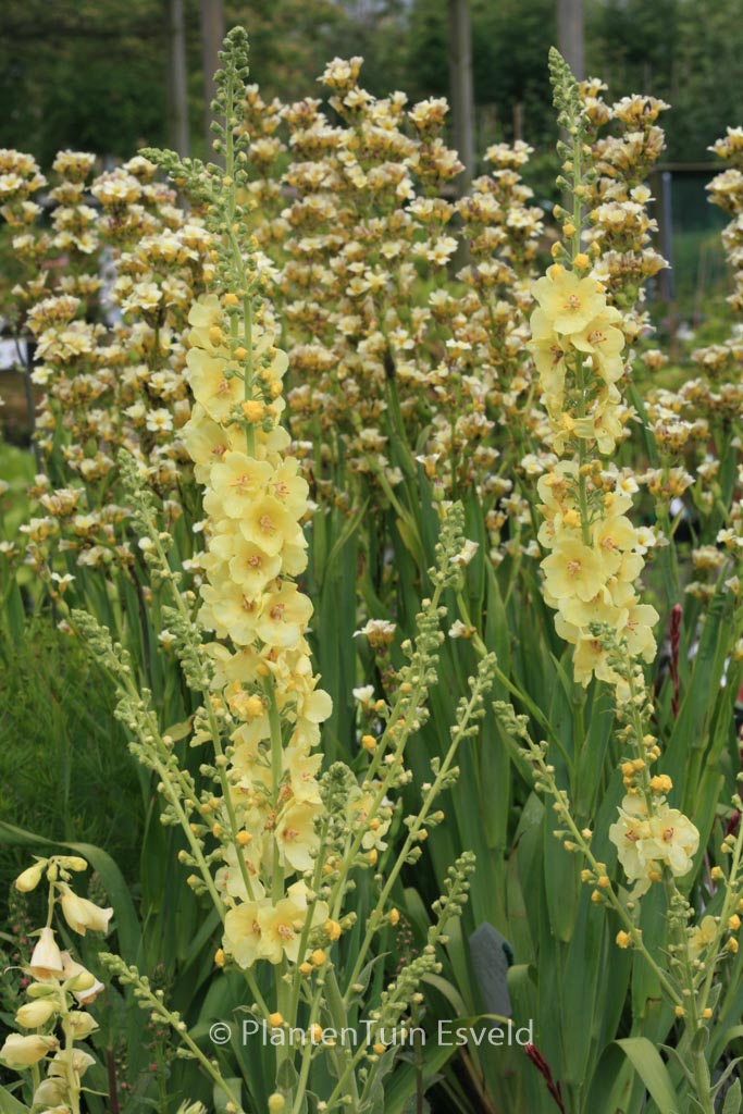 Verbascum ‘Gainsborough’