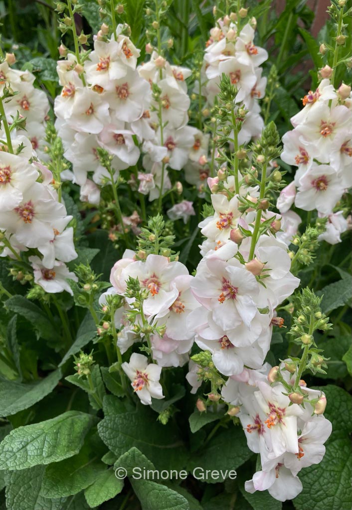 Verbascum ‘Jackie in Spots’