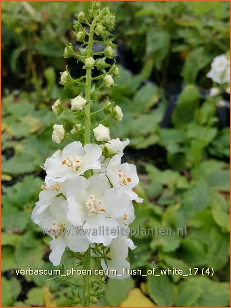 Verbascum phoeniceum ‘Flush of White’