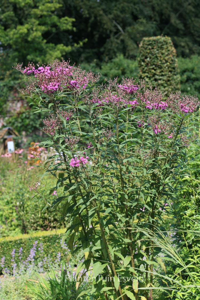 Vernonia noveboracensis