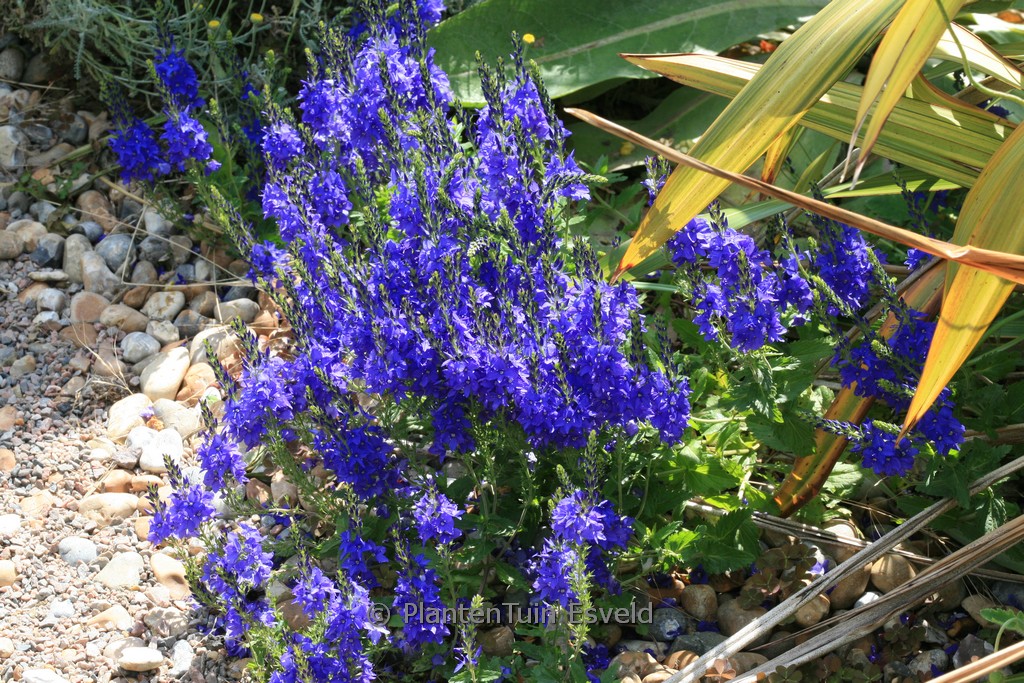 Veronica austriaca ‘Kapitän’