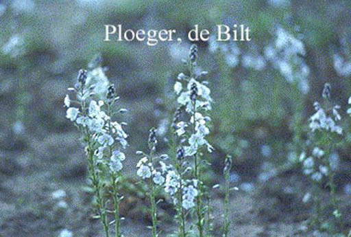 Veronica gentianoides ‘Variegata’