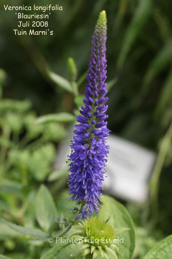 Veronica longifolia ‘Blauriesin’