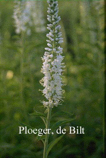 Veronica spicata ‘Alba’